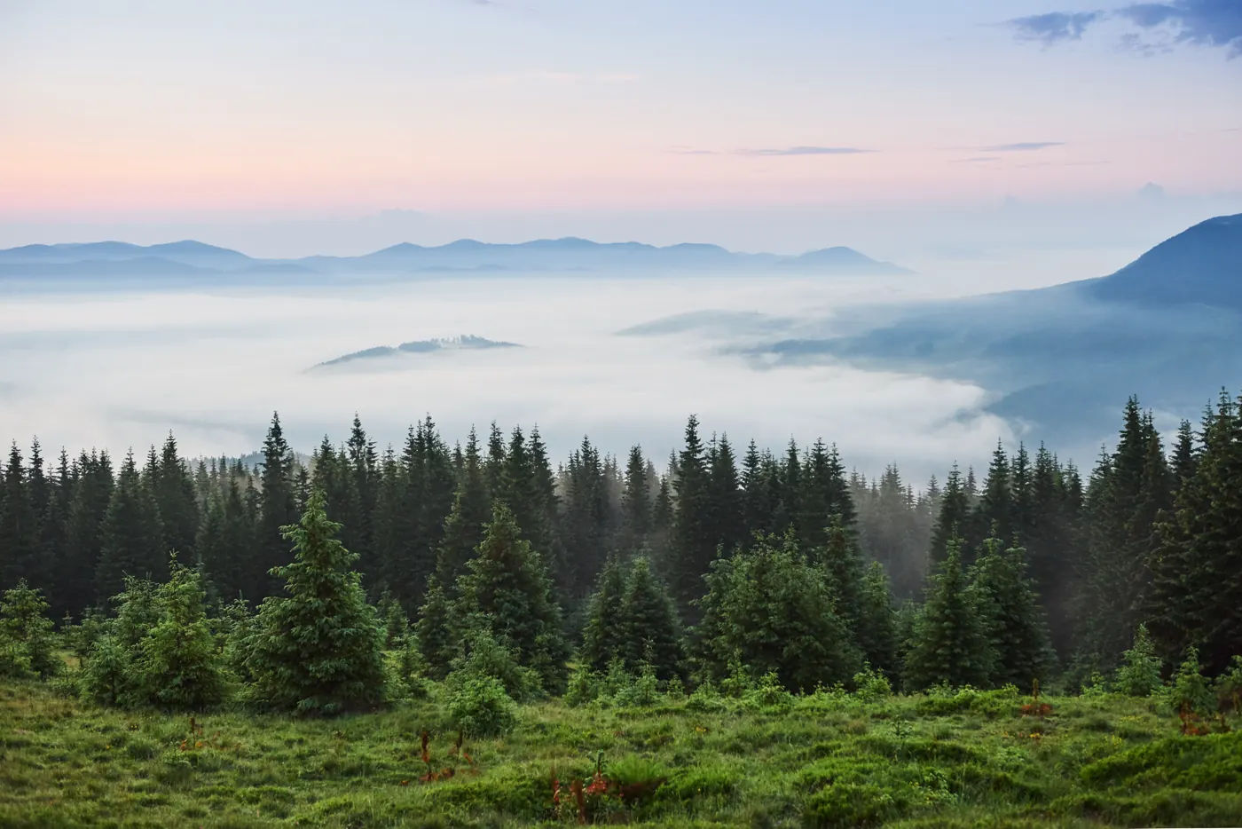 Wiederbewachsener Bergwald mit jungen Fichten im Morgennebel