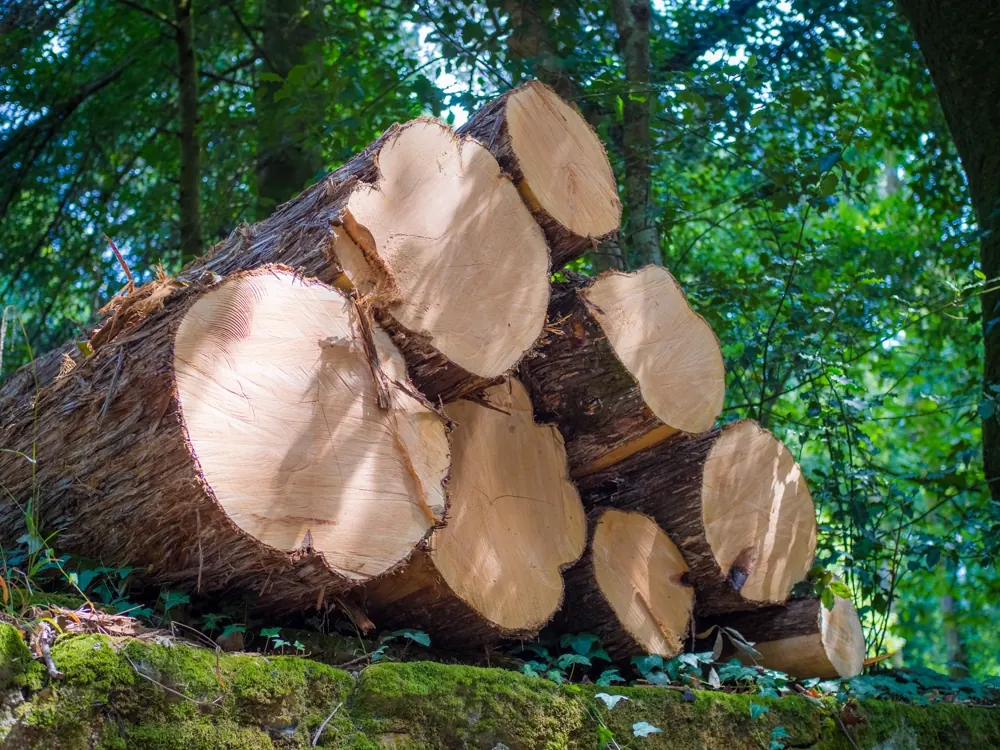 Frisch gefällte Stämme am Waldboden