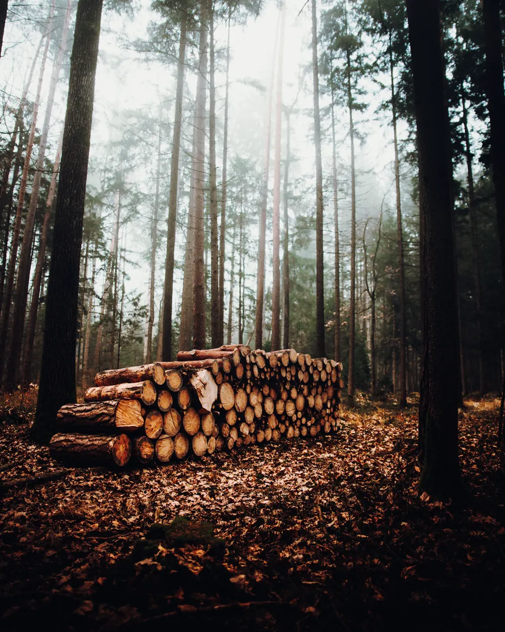 Holzstapel im nebligen Wald