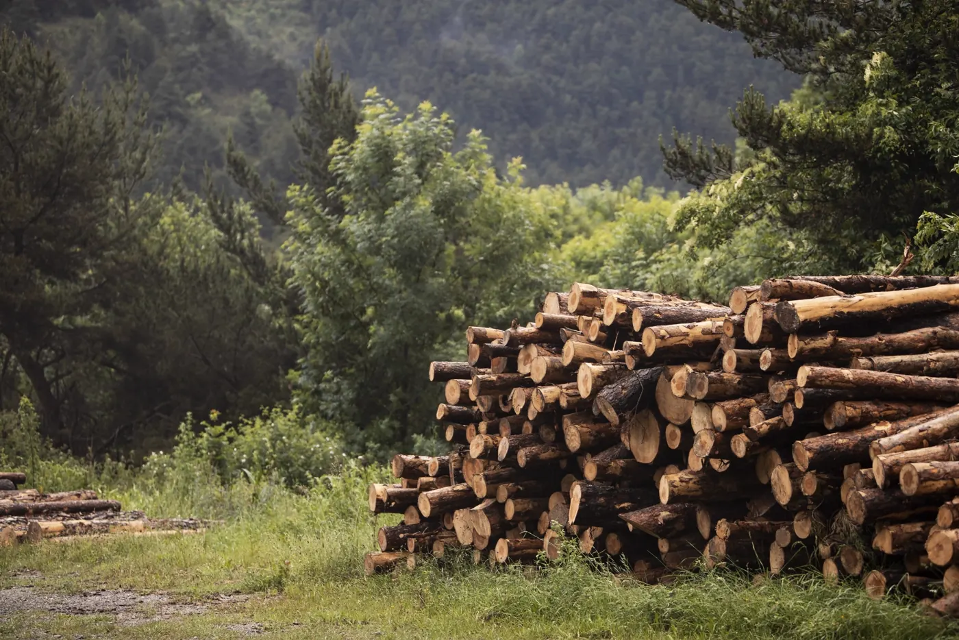 Gestapeltes Brennholz am Waldweg, transportbereit